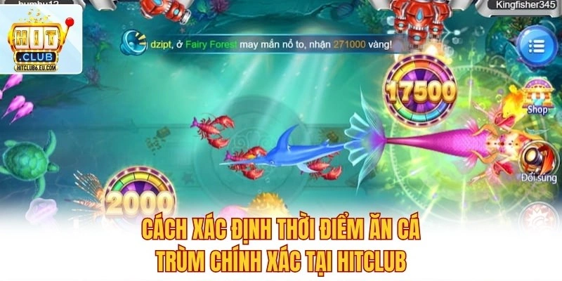 Cách xác định thời điểm ăn cá trùm chính xác tại Hitclub